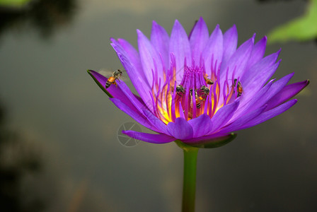 紫花瓣和黄色花粉中的蜜蜂 Lily生活睡莲昆虫热带植物学动物环境团队翅膀花瓣背景图片