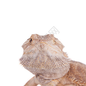 白背景的中央胡子龙脊椎动物生物爬行动物神话爬虫少年胡子工作室动物尾巴背景图片