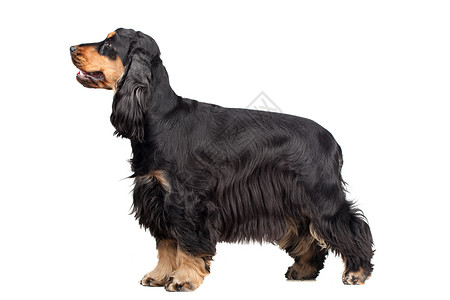 白色的纯正英式老二色斑马棕色棕褐色黑色动物脊椎动物工作室猎犬毛皮耳朵犬类背景图片