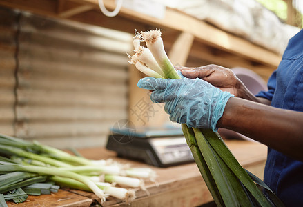农场 工人为蔬菜市场分拣葱 健康杂货以及绿色消费品和生活方式的销售 杂货店或超市的自然 农业和食品工业零售高清图片素材