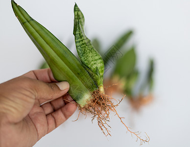 对蛇草叶的近视 新幼崽和树根有选择性地聚焦于此高清图片