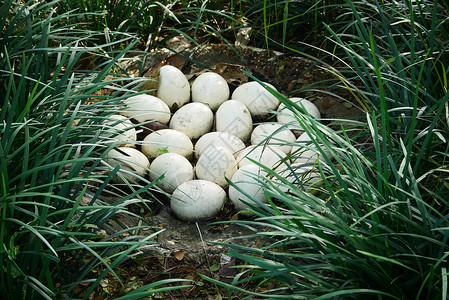 绿色草地最上方视野的奥氏蛋饮食食物鸵鸟白色背景图片