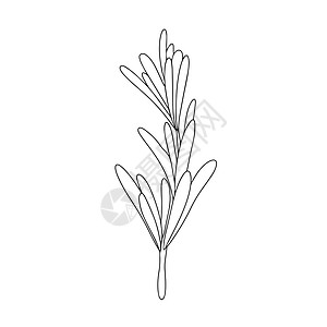 绿色迷迭香叶香料 药用植物 用于调味的芳香植物 在白色上孤立的矢量插图 烹饪 包装装饰 贴纸 标签中设计元素的迷迭香草本衬套蔬菜背景图片
