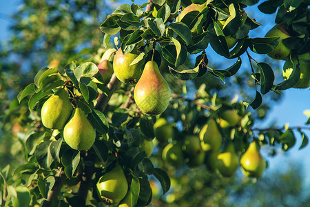 梨子生长在花园的一棵树上 有选择的重点园艺生物水果季节梨树树叶植物农业农场果园背景图片
