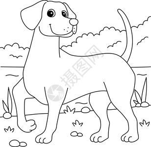 儿童Vizsla Dog 彩色页面背景图片