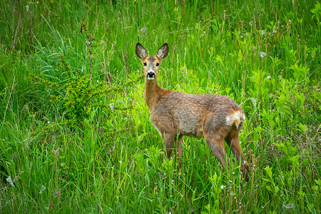 食草小鹿摄影一只小鹿站在绿草地上背景