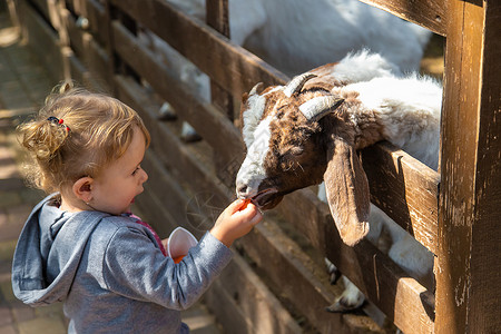 孩子注意力不集中儿童在农场喂羊 有选择地集中注意力婴儿山羊动物农业哺乳动物食物农民家畜乐趣玉米背景
