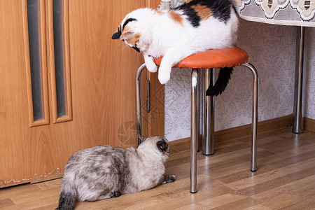 大猫小猫崽两只大猫在房子的特写毛皮宠物幸福房间大花猫橙子头发游戏金属场景背景