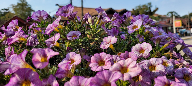 花朵的花园 充满爱意薰衣草植物学植物紫丁香花束花瓣紫色背景图片