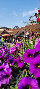 花朵的花园 充满爱意紫丁香花束薰衣草花瓣植物学植物紫色背景图片