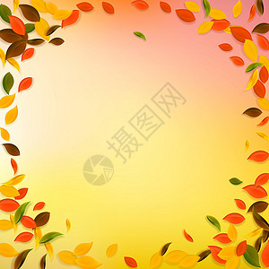 秋天落叶 红 黄 绿 棕C生态销售学校墙纸快乐打印飞行植物群树叶叶子背景图片