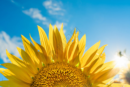半朵向日葵花对着蓝天 太阳照耀在黄色花瓣上 农业用向日葵种植食用油植物花园边界集电极园艺食物管风蓝色琴师植物群背景图片