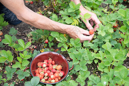 男人在手掌里摘草莓 夏天收获浆果 摘水果园艺收成农场饮食植物群覆盆子手臂花园香气采摘背景图片