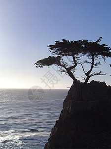 加州孤独之树单赛普勒斯太阳背景