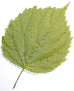 绿叶绿色生态叶子环境植物静脉生活背景图片