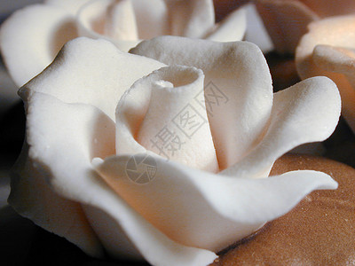 骨质白结冰玫瑰背景图片