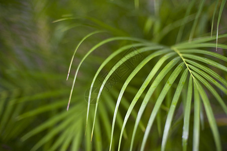 带有热带棕榈植物花岗岩背景图象背景图片