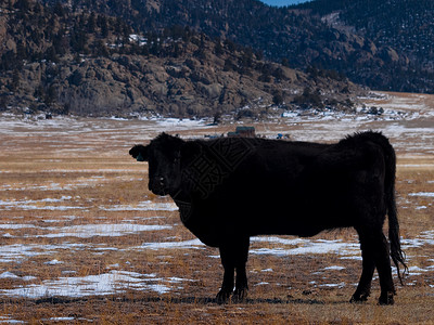 奶牛家畜动物山脉农场白色高清图片