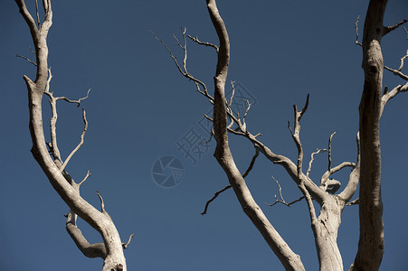 死树枝孤独木头背景图片