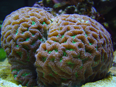 大脑恒星珊瑚绿色背景图片