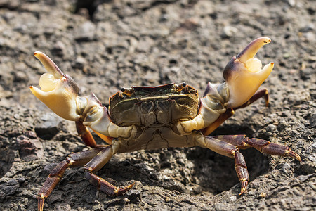 螃蟹坐在岩石上海鲜贝类白色食物爪子野生动物红色甲壳海滩荒野背景图片