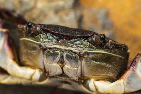 螃蟹坐在岩石上海鲜动物荒野甲壳爪子野生动物食物红色贝类海滩背景图片