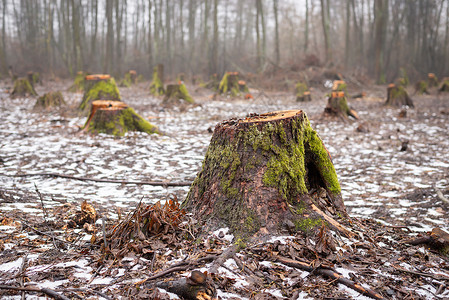 防跌倒林地砍伐树木的很多立木背景