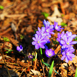 春天的力量美丽的花的高清图片