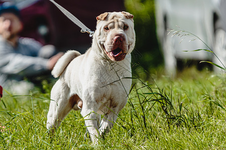 沙皮狗在野外跑来跑去 在阳光天气的诱惑下竞争运动好奇心课程乐趣活力花园竞赛猎犬公园场地背景图片