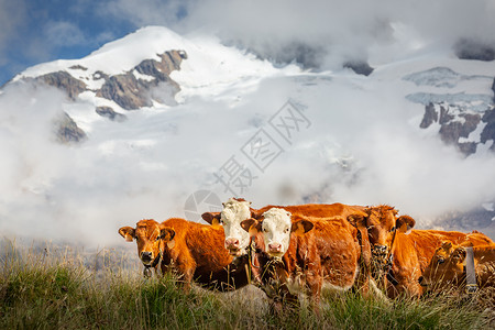 北意大利大帕拉迪索高山的瑞士棕色奶牛奶牛场动物主题旅行乳牛风景摄影山峰文化大天堂背景图片