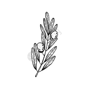 杰克果叶橄榄树枝 橄榄果和橄榄叶 手画图解转换成矢量 掌画植物铅笔市场厨房烹饪插图蔬菜食物草图收成设计图片