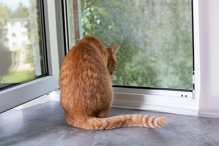 红猫坐在窗台上看窗外柔软度猫咪生物虎斑头发橙子动物毛皮哺乳动物爪子背景图片