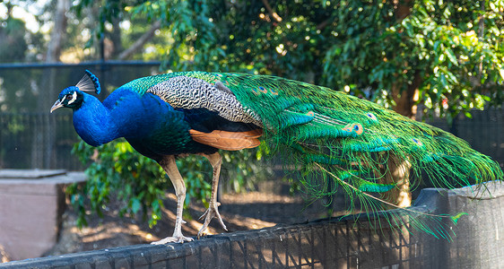 花园上的孔雀动物园活力热带展示仪式蓝色展览野鸡羽毛动物背景图片