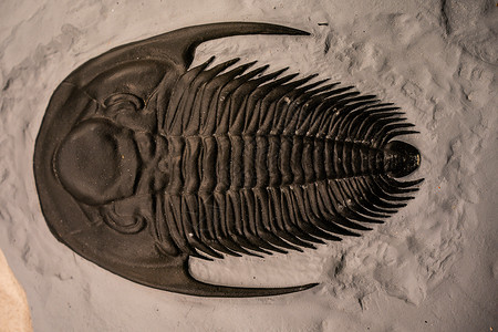 罗切斯特志留纪时期的三叶虫化石 4 亿年背景