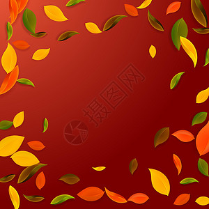 秋天落叶 红 黄 绿 棕C墙纸叶子植物学校生态快乐树叶植物群飞行艺术品背景图片