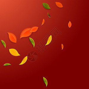 秋天落叶 红 黄 绿 棕C绿色墙纸红色学校跳舞植物生态销售黄色角落背景图片