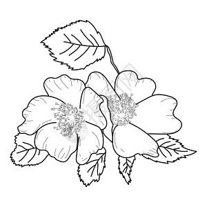玫瑰花茶原料植物素描花朵玫瑰花 鲜花矢矢量插图 自然美术提纲插画