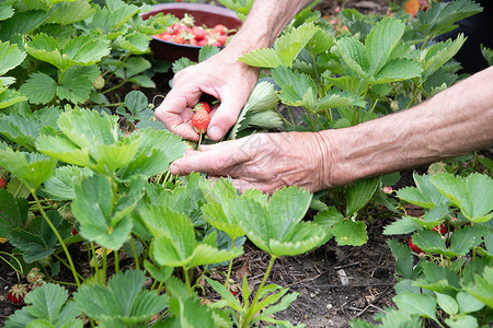 男人在手掌里摘草莓 夏天收获浆果 摘水果饮食采摘小吃花园甜点收成女士园艺农场棕榈背景图片