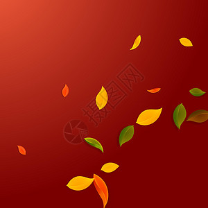 秋天落叶 红 黄 绿 棕C飞行植物群树叶生态纸屑学校叶子漩涡植物快乐背景图片