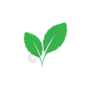 Mint 留下图标图标标志标识模板矢量薄荷植物群绿色叶子芳香树叶生态草本植物植物背景图片