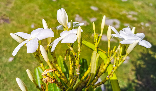 紫花黄耆花瓣异国情调高清图片