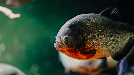 亚马逊河在海洋馆水族馆中游泳的食用淡水和红比拉那鱼 有食用动物的近视背景