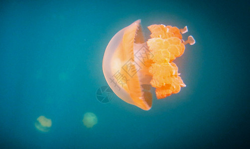 水下海洋图海洋生物浮潜行社旅游uw旅行图片潜水摄影照片背景图片