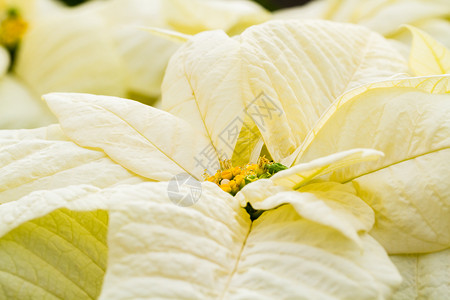 比索植物白色叶子植物科黄色背景图片