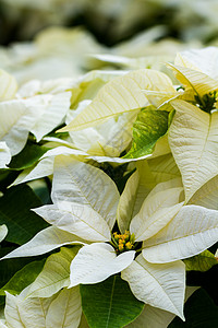 比索白色植物科黄色叶子植物背景图片