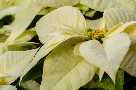 比索叶子白色黄色植物植物科背景图片