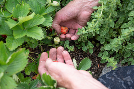 男人在手掌里摘草莓 夏天收获浆果 摘水果植物园艺食物甜点饮食植物群小吃花园手臂采摘背景图片