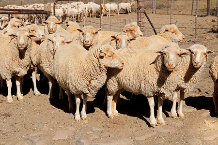 梅里诺山羊 被围在垫子上背景图片