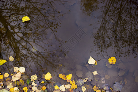俄罗斯沃罗涅日市的黄秋叶落下 雨滴和树木在水坑中倒影的痕迹叶子下雨季节性沥青落叶森林视图背景图案黄色背景