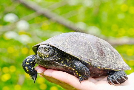 女人手里握着一只小乌龟 让海龟成为自然界的优胜者水龟沼泽爬行动物信仰宏观异国甲壳环境野生动物池塘背景图片